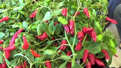 Kırmızıbiber Üreticileri Başkan Vural'ı Ziyaret Etti