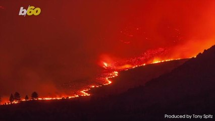 Experts Blame This Tiny Bug for Fueling California's Wildfires