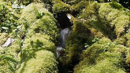 Travel Planet -  Japon salvaje (Wild Japan)