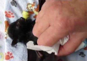 Baby Bat Enjoys a Bath