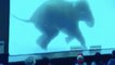 Un Zoo force un éléphant à nager devant les clients