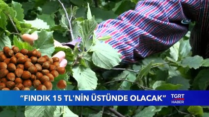"Fındık 15 TL'nin Üzerinde Olacak"
