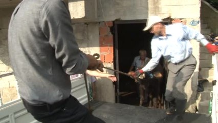 Yüzen Dana 'Ferdinand' İzmir'e Gitmek İçin Yola Çıktı