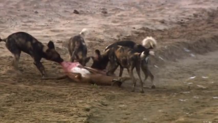 African Wild Dogs Attacks - National Geographic Documentary Animals HD