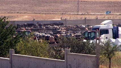 Şarbon hastalığı olan çiftlikte üst düzey önlem alındı