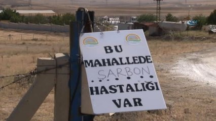 Şarbon Hastalığı Olan Çiftlikte Üst Düzey Önlem Alındı