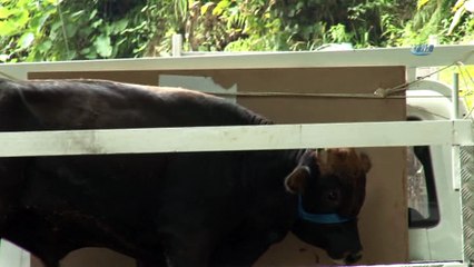 Yüzen dana 'Ferdinand' İzmir'e gitmek için yola çıktı