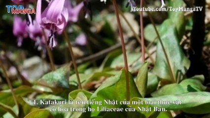 8 điều thú vị bạn nên biết về Charlotte Katakuri - Tư Lệnh Ngọt của Bigmom