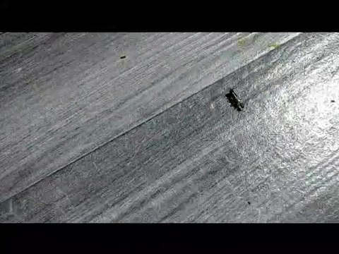 Le pince-oreille, ou encore perce-oreille ou forficule, est un insecte de l'ordre des Dermaptères.