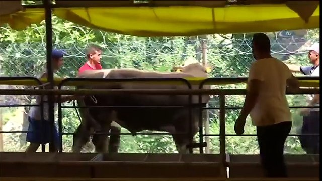 Komik Kurban Kazaları, Kaçan Kurbanlık, Gülme Krizine Sokan Video 2018