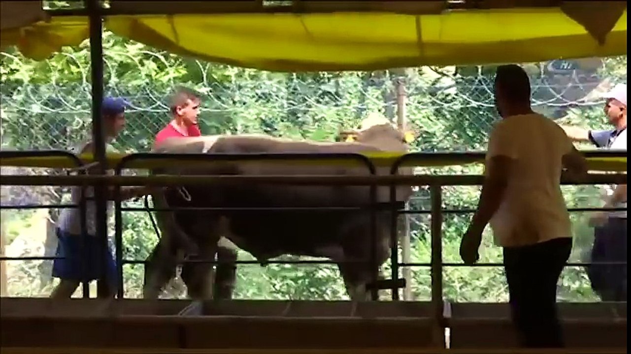 Komik Kurban Kazaları, Kaçan Kurbanlık, Gülme Krizine Sokan Video 2018