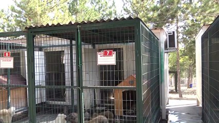 Sokak hayvanlarına klimalı barınak - ÇORUM