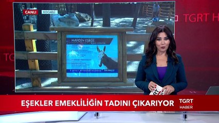Eşekler Emekliliğin Tadını Çıkarıyor