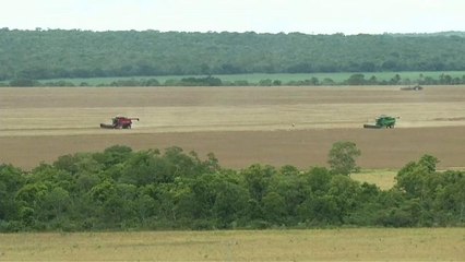 Recorde de produção de soja ameaça savana tropical do Cerrado
