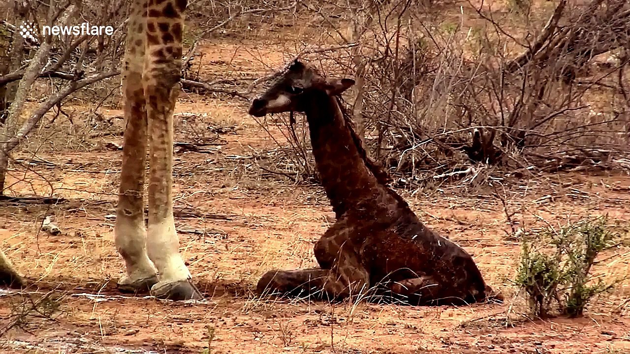 Newborn baby giraffe struggles to get onto its long wobbly legs