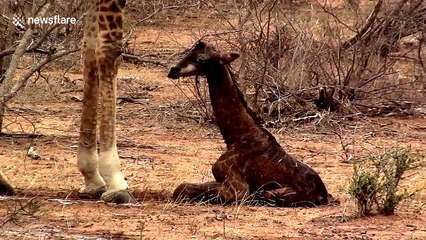 Newborn baby giraffe struggles to get onto its long wobbly legs