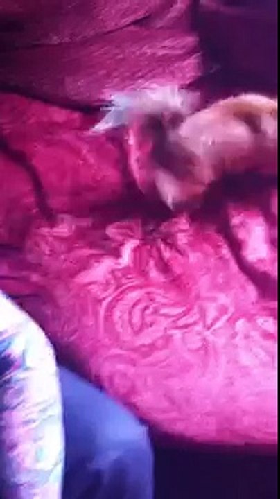 dog acts craazy on the couch