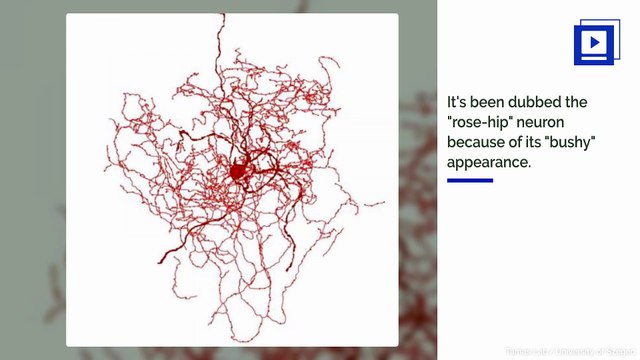 Scientists Discover New 'Rose-hip Neuron' in the Brain