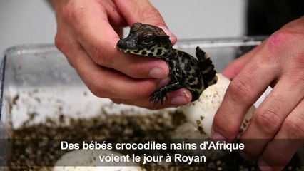 Royan: Naissance de bébés crocodiles nains d'Afrique