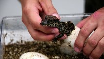 West African dwarf crocodiles hatch in French zoo