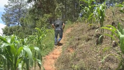 Cultivos de amapola, principal fuente de ingresos de los habitantes de Filo de Caballos