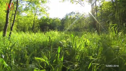 Police: West Virginia Man Arrested after Capturing 17 Rattlesnakes from the Wild, Keeping Them at His Home