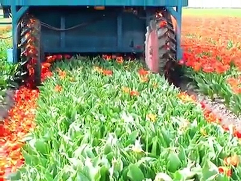 هۆڵەندا پێشەنگە لە ڕواندنی گوڵ How Tulip is collected and processedCredit: Theo Laan - youtube.com/TheDorus3/