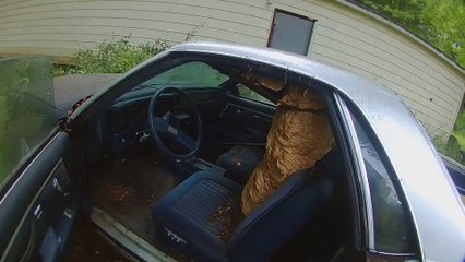 Il trouve un nid de guêpe géant dans sa voiture