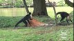 Des singes capucins et un gros iguane sont meilleurs amis