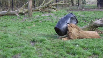 Ce pauvre lion se retrouve avec la tête coincée dans un baril en plastique