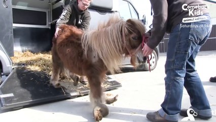 Ils trouvent un poney abandonné et vont le remettre en forme... Joli