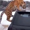 Quand ton gros chat ne veut plus quitter le toit de ta voiture