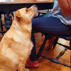 Happy National Dog Day! Love your pup, but not the hair they shed? We're here to help.  