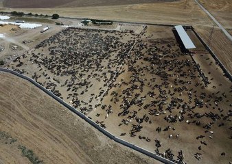 Tarım ve Orman Bakanlığı Ankara'daki Şarbon Vakasıyla İlgili İnceleme Başlattı