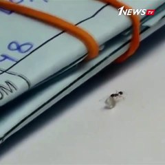 "Shine bright like a diamond" - или как муравей украл бриллиант. Для чего ? Ваша версия друзья )