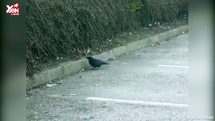 Quạ chia sẻ bánh mì cho chú chuột đói: Tốt bụng thật hay âm mưu vỗ béo để làm thịt?