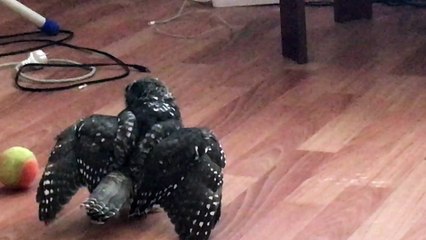 Hawk Owl Plays with Ball
