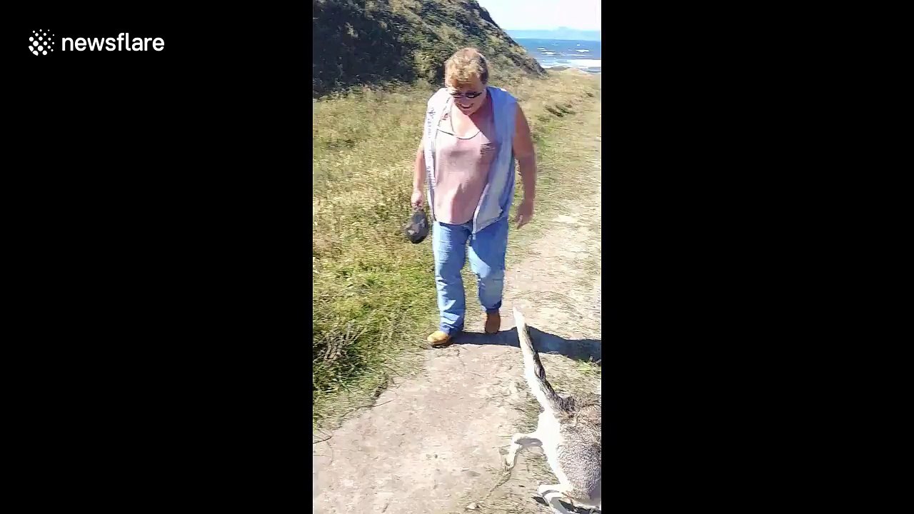 Poor pooch wipes out while running down a hill