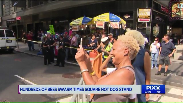 Video Shows Bees Swarming NYC Hot Dog Stand
