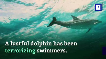 Sexually Aroused Dolphin Causes French Beach Shutdown