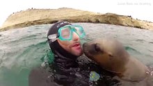 Foca bebê brincalhona rouba enorme beijo de mergulhador