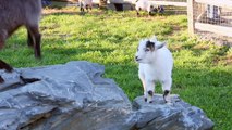 Goats Prefer Happy People In First Evidence They Can Read Human Expressions