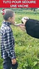 Le meilleure Tuto pour rende une vache folle amoureuse en moins d'une minute #lamourestdanslepré via Elena Hooper - storyful