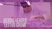 Heróis verdes: 'Lettus Grow'