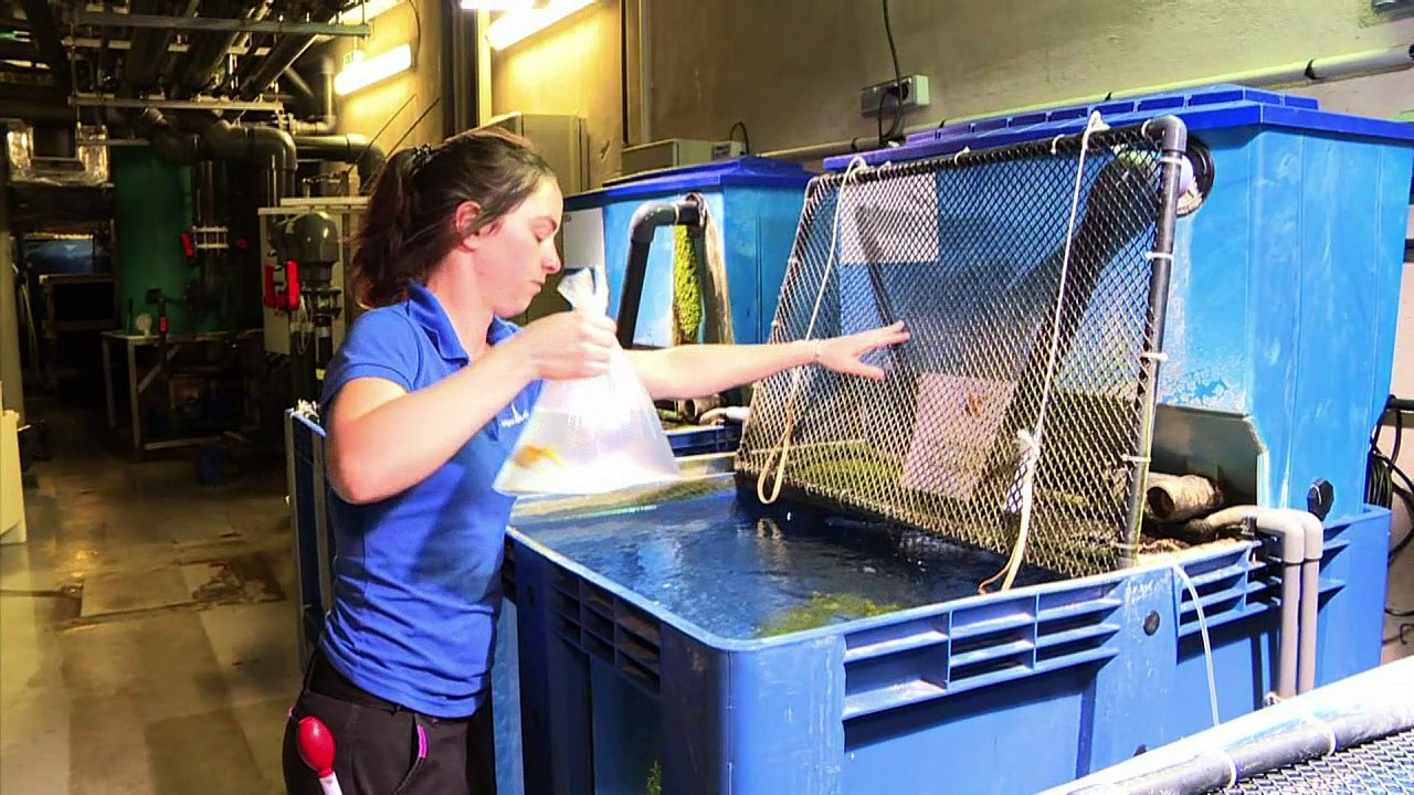 Ein neues Zuhause für verstoßene Goldfische