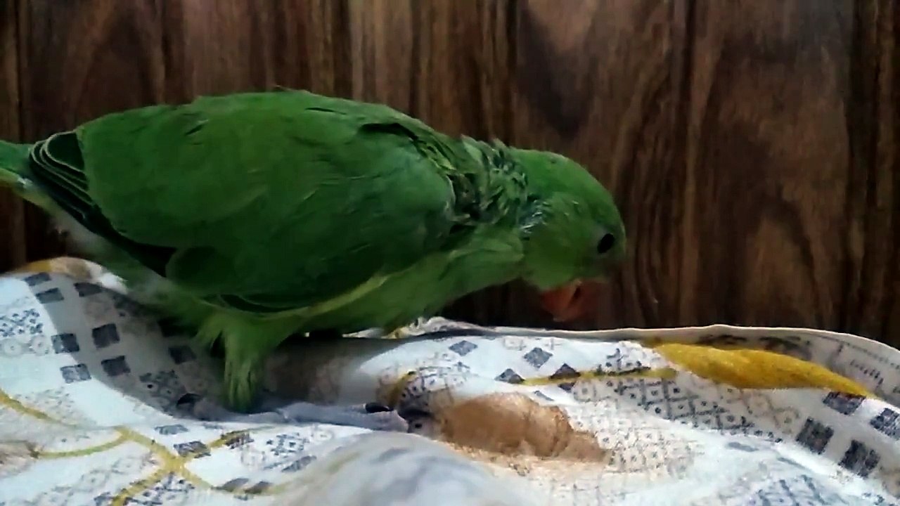 Parrot Chicks - Tote ka bacha