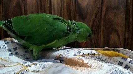 Parrot Chicks - Tote ka bacha