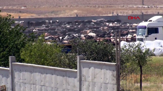 Bakanlık, şarbon vakası için inceleme başlattı