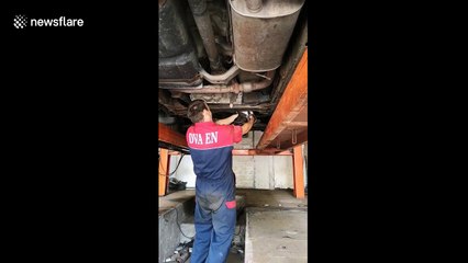 Mechanic frees cat stuck in body of car