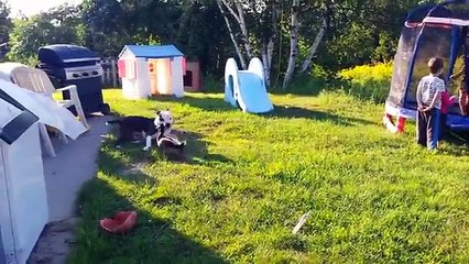 Funniest Pets - Animals of the Week Compilation July 2018 | Hilarious Try Not to Laugh Animals Fail